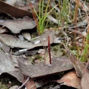 Corunastylis clivicola at Cook, ACT - suppressed