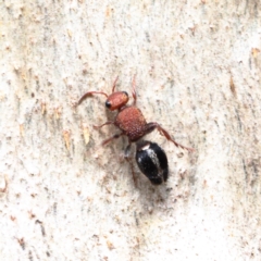Ephutomorpha sp. (genus) (Mutillid wasp or Velvet ant) at O'Connor, ACT - 9 Feb 2021 by ConBoekel