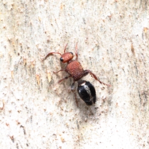 Ephutomorpha sp. (genus) at Dryandra St Woodland - 9 Feb 2021