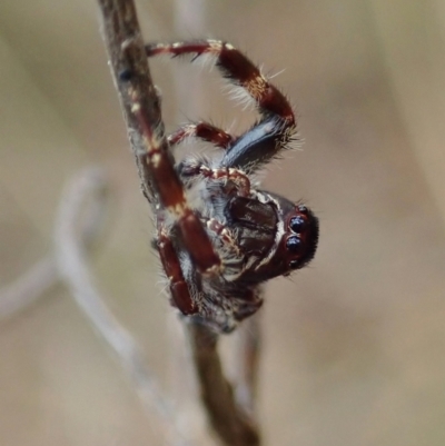 Sandalodes superbus (Ludicra Jumping Spider) at Cook, ACT - 5 Feb 2021 by CathB