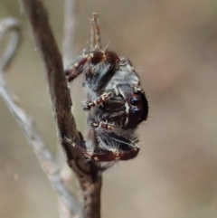 Sandalodes superbus at Cook, ACT - 5 Feb 2021 03:13 PM