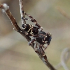 Sandalodes superbus at Cook, ACT - 5 Feb 2021 03:13 PM