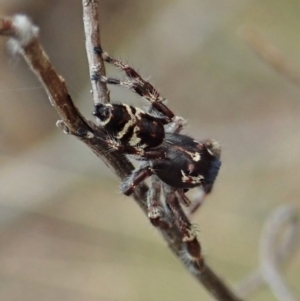 Sandalodes superbus at Cook, ACT - 5 Feb 2021 03:13 PM