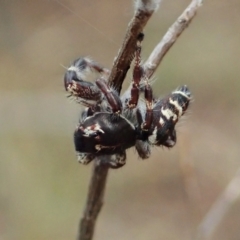 Sandalodes superbus at Cook, ACT - 5 Feb 2021 03:13 PM