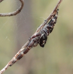 Sandalodes superbus at Cook, ACT - 5 Feb 2021 03:13 PM