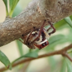 Opisthoncus sp. (genus) at Cook, ACT - 5 Feb 2021 03:54 PM