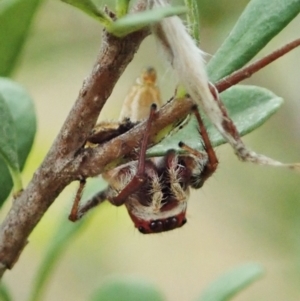 Opisthoncus sp. (genus) at Cook, ACT - 5 Feb 2021 03:54 PM