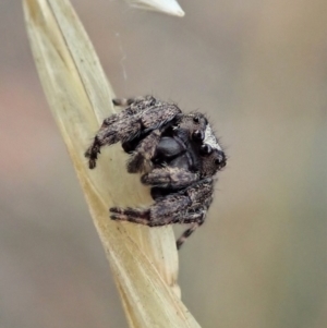 Simaetha sp. (genus) at Holt, ACT - 31 Jan 2021