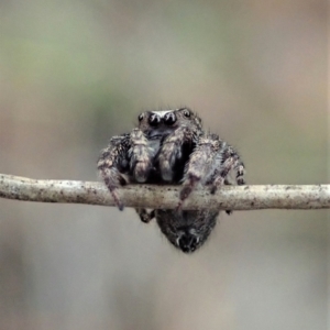 Simaetha sp. (genus) at Holt, ACT - 31 Jan 2021