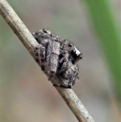 Simaetha sp. (genus) at Holt, ACT - 31 Jan 2021