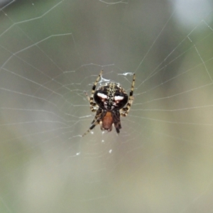 Araneus albotriangulus at Holt, ACT - 31 Jan 2021 09:59 AM