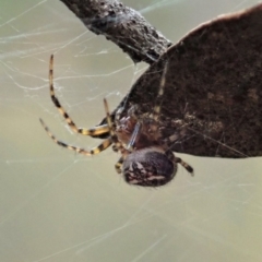 Araneus albotriangulus at Holt, ACT - 31 Jan 2021 09:59 AM