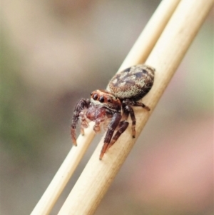 Opisthoncus sp. (genus) at Holt, ACT - 31 Jan 2021 10:39 AM