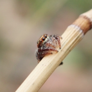 Opisthoncus sp. (genus) at Holt, ACT - 31 Jan 2021