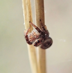 Opisthoncus sp. (genus) at Holt, ACT - 31 Jan 2021 10:39 AM