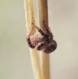 Opisthoncus sp. (genus) at Holt, ACT - 31 Jan 2021 10:39 AM