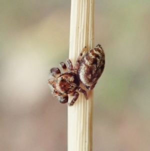 Opisthoncus sp. (genus) at Holt, ACT - 31 Jan 2021 10:39 AM