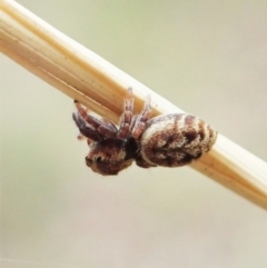 Opisthoncus sp. (genus) at Holt, ACT - 31 Jan 2021 10:39 AM