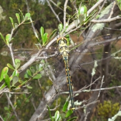 Hemicordulia tau (Tau Emerald) at Kambah, ACT - 10 Feb 2021 by HelenCross