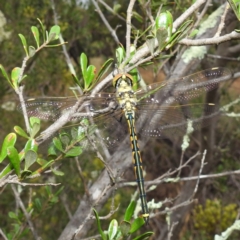 Hemicordulia tau (Tau Emerald) at Kambah, ACT - 9 Feb 2021 by HelenCross