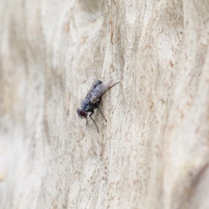 Tachinidae (family) at O'Connor, ACT - 9 Feb 2021 03:18 PM