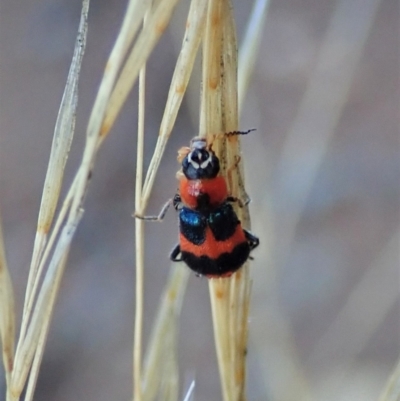Dicranolaius concinicornis (Melyrid flower beetle) at Holt, ACT - 1 Feb 2021 by CathB