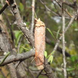 Diarsia intermixta at Kambah, ACT - suppressed