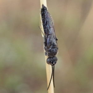 Tiphiidae (family) at Holt, ACT - 2 Feb 2021