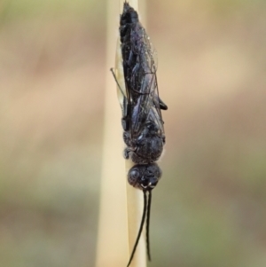 Tiphiidae (family) at Holt, ACT - 2 Feb 2021