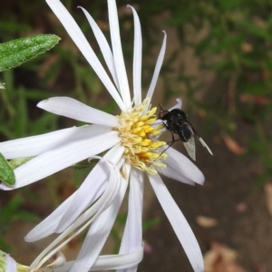 Geron nigralis at Acton, ACT - 9 Feb 2021