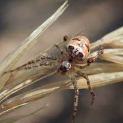 Plebs eburnus (Eastern bush orb-weaver) at Cook, ACT - 2 Feb 2021 by CathB