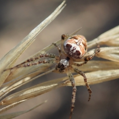 Plebs eburnus (Eastern bush orb-weaver) at Cook, ACT - 2 Feb 2021 by CathB