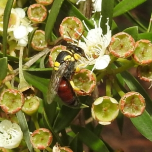 Hylaeus (Euprosopis) elegans at Acton, ACT - 9 Feb 2021