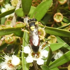 Hylaeus (Euprosopis) elegans at Acton, ACT - 9 Feb 2021