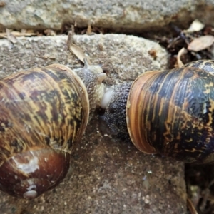 Cornu aspersum at Cook, ACT - suppressed