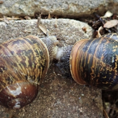 Cornu aspersum (Common Garden Snail) at Cook, ACT - 6 Feb 2021 by CathB