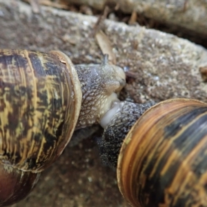 Cornu aspersum at Cook, ACT - suppressed