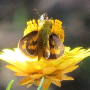 Ocybadistes walkeri at Acton, ACT - 7 Feb 2021