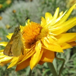 Ocybadistes walkeri at Acton, ACT - 7 Feb 2021