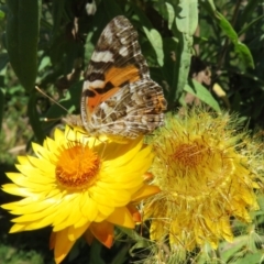 Vanessa kershawi (Australian Painted Lady) at Acton, ACT - 7 Feb 2021 by Christine