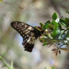 Papilio anactus (Dainty Swallowtail) at Acton, ACT - 7 Feb 2021 by Christine
