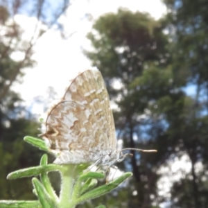 Theclinesthes serpentata at Acton, ACT - 7 Feb 2021