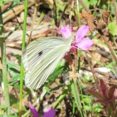 Pieris rapae (Cabbage White) at Acton, ACT - 7 Feb 2021 by Christine