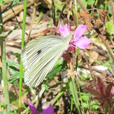 Pieris rapae (Cabbage White) at Acton, ACT - 7 Feb 2021 by Christine