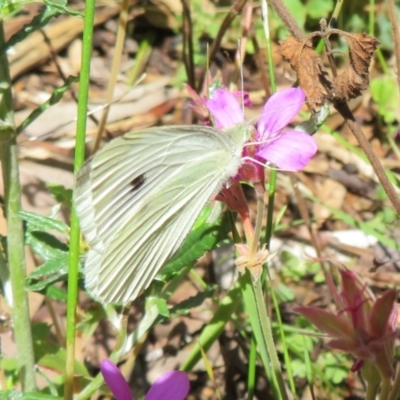 Pieris rapae (Cabbage White) at ANBG - 7 Feb 2021 by Christine