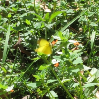 Eurema smilax (Small Grass-yellow) at Acton, ACT - 7 Feb 2021 by Christine