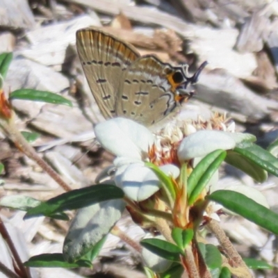 Jalmenus ictinus (Stencilled Hairstreak) at Acton, ACT - 7 Feb 2021 by Christine