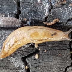 Ambigolimax nyctelia (Striped Field Slug) at Latham, ACT - 10 Feb 2021 by tpreston