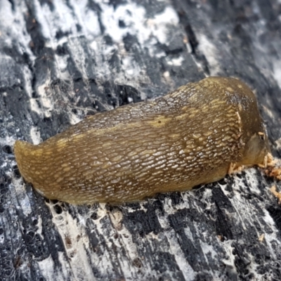 Limacus flavus (Yellow Cellar Slug) at Umbagong District Park - 10 Feb 2021 by tpreston