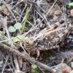Austroicetes sp. (genus) (A grasshopper) at Macgregor, ACT - 10 Feb 2021 by trevorpreston